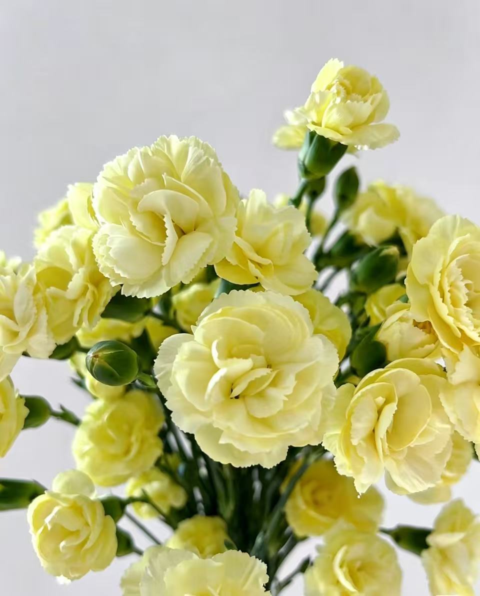 স্প্রে কার্নেশন কল্পনা6 Spray carnation Imagination6