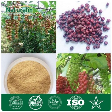 Fructus Schisandrae Chinensis Extract