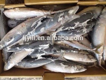 Best Price Frozen mackerel fish benefits