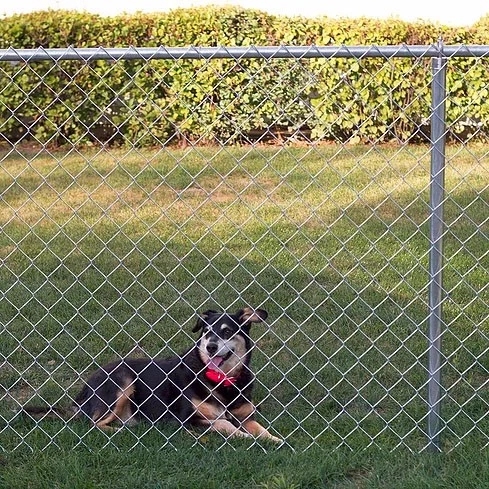 Low Price Galvanized Chain Link Fence