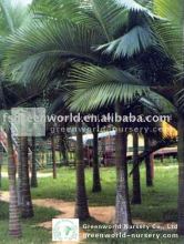 Archontophoenix alexandrae landscaping palm trees