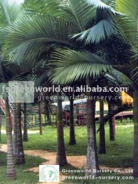 Archontophoenix alexandrae landscaping palm trees