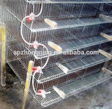 Chicken Poultry Cages