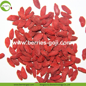 Factory Wholesale Dry Fruits Sun Dry Wolfberries