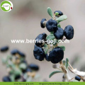 Pabrik Hot Sale Kering Black Wolfberry