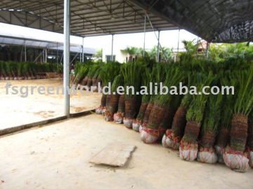 cycas revoluta palm trees export