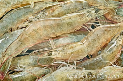 میگو وانامی خام HOSO