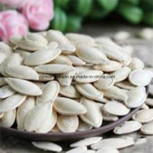 China Pure White Snow White semillas de calabaza Precio más bajo