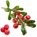 Bearberry Leaf Extract powder