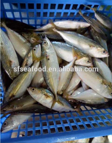 large stock of indian mackerel