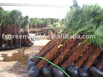 trachycarpus fortunei humilis palm