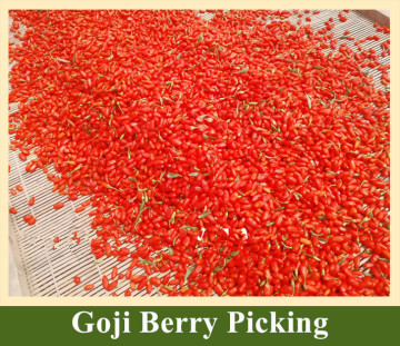 New Goji Berry Tree Goji Berry