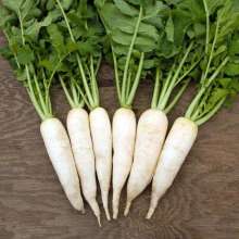 2020 New Crop Fresh Normal White radish