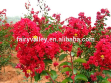 2014 High Purity Crape Myrtle Flower Seeds For Sowing