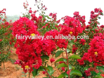 2014 High Purity Crape Myrtle Flower Seeds For Sowing