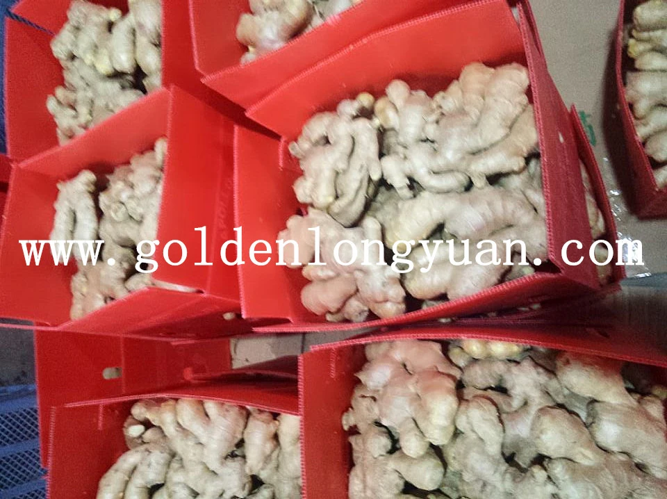 Qualified Fresh Ginger for EU 150g up in PVC Box