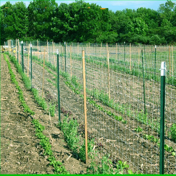 small pean trells netting