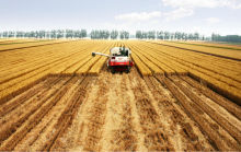 china hot sale wheat protein powder