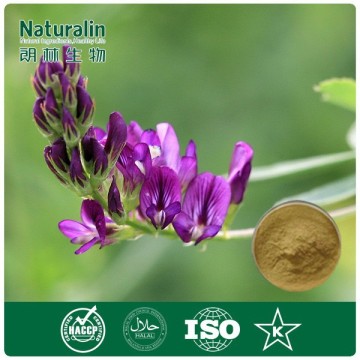 100% Natural Medicago sativa Extract with 5% Total flavonoids by UV
