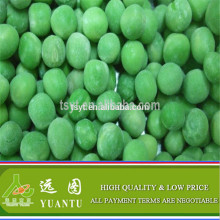 IQF Green Peas From Frozen Vegetables Supplier