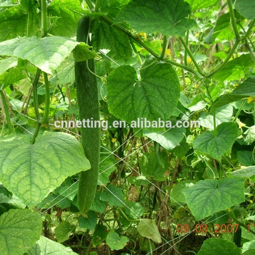 pepino / ñame / guisante / frijol / red de escalada para sus plantas de jardín