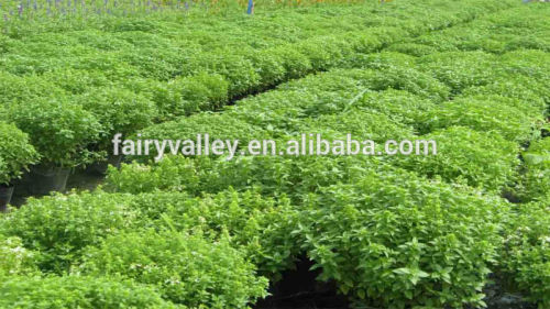 2015 Hot Sale Organic Holy Sweet White Purple Basil Seed For Growing