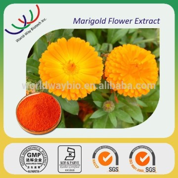 free sample lutein,better 95% 98% lutein price,Kosher HACCP FDA marigold flower extract lutein