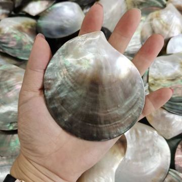 Factory Direct Polished Black MOP Seashell Crafts from Tahiti