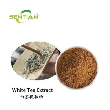 30% Polyphenols Camellia Sinensis White Tea Extract