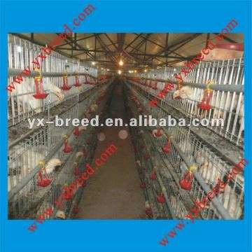 poultry breeding broiler cage