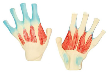 Hand muscle model