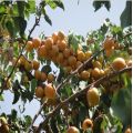 Fresh apricot jalapeno jelly