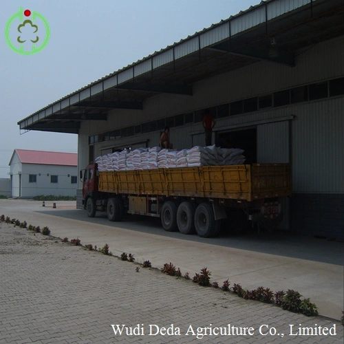 Wheat Gluten Meal Export, Origin China