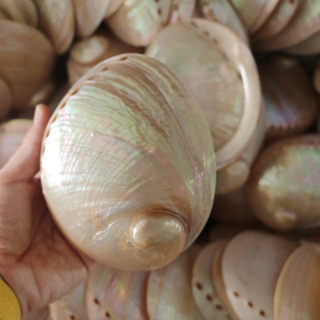 Bulk Price Perlized Seashells - Cystar Polished Abalone Shells
