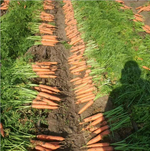2020 China new season red carrot / fresh vegetables supply