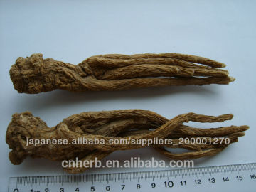 Chinese Angelica