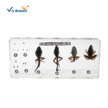 Frog Developmental Sequence Embedded Specimens