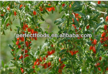 goji berries 250/280/350/380/500