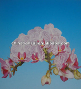 indoor flowers, moth like orchids, long spikes , colors Phalaenopsis seedings / plants