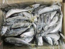 Frozen jack mackerel Horse mackerel