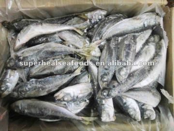 Frozen jack mackerel Horse mackerel