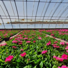 Hot-dip Galvanized Steel Single Greenhouse for Flower