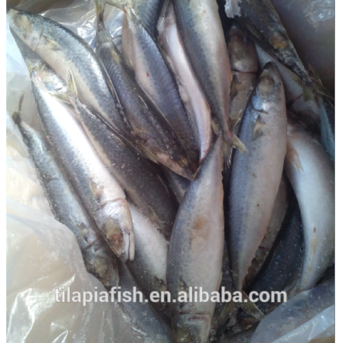 frozen mackerel fish exporter
