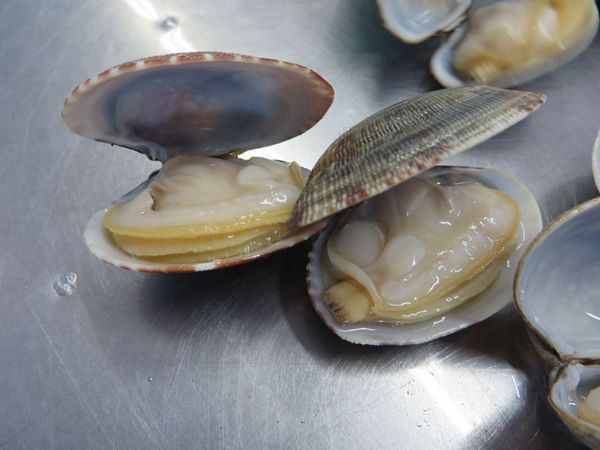 vacuum clam