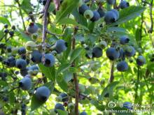 High Quality Wild Blueberry Fruit Seeds For Planting