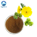 Tribulus Terrestris Extract 90% Saponins Powder