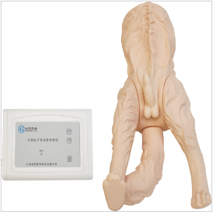 Male dog urinary catheterization model