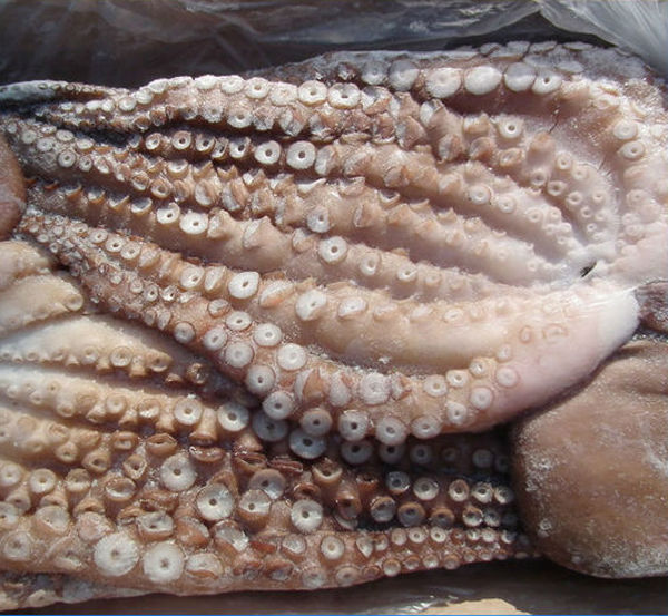 frozen fresh octopus raw material names octopus