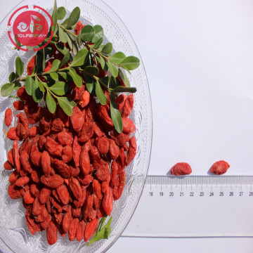 GMP Factory Best Selling Low pesticide Goji Berries