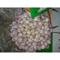 Fresh Garlic Normal Garlic